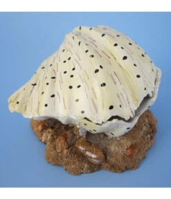 Orbit Muschel, Aquariumdeko