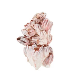 Orbit Aquarium-Dekoration Barnacle