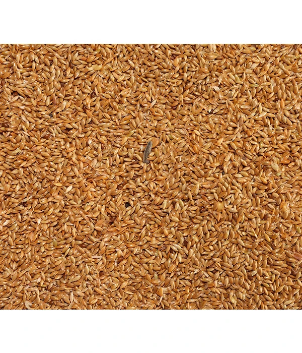 Dehner Kanariensaat, 1 Kg – Bild 3