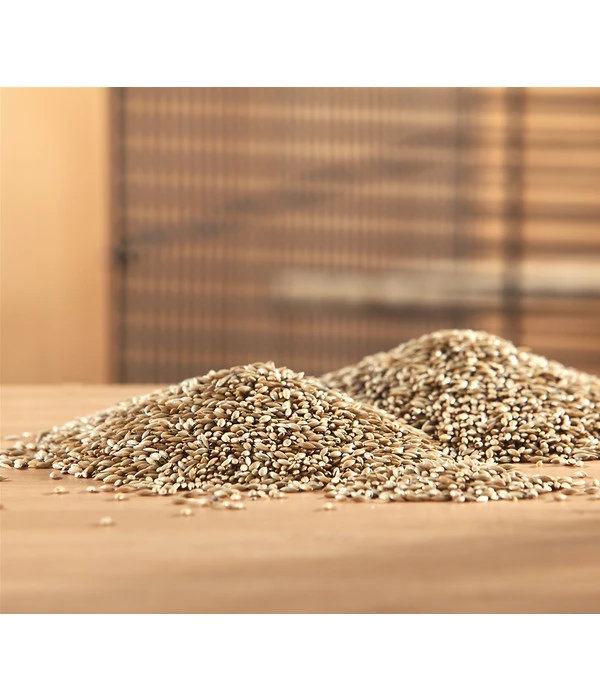 Dehner Kanariensaat, 1 Kg – Bild 2